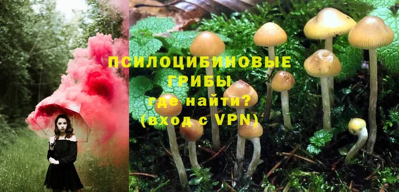 Галлюциногенные грибы Psilocybine cubensis  Ворсма 